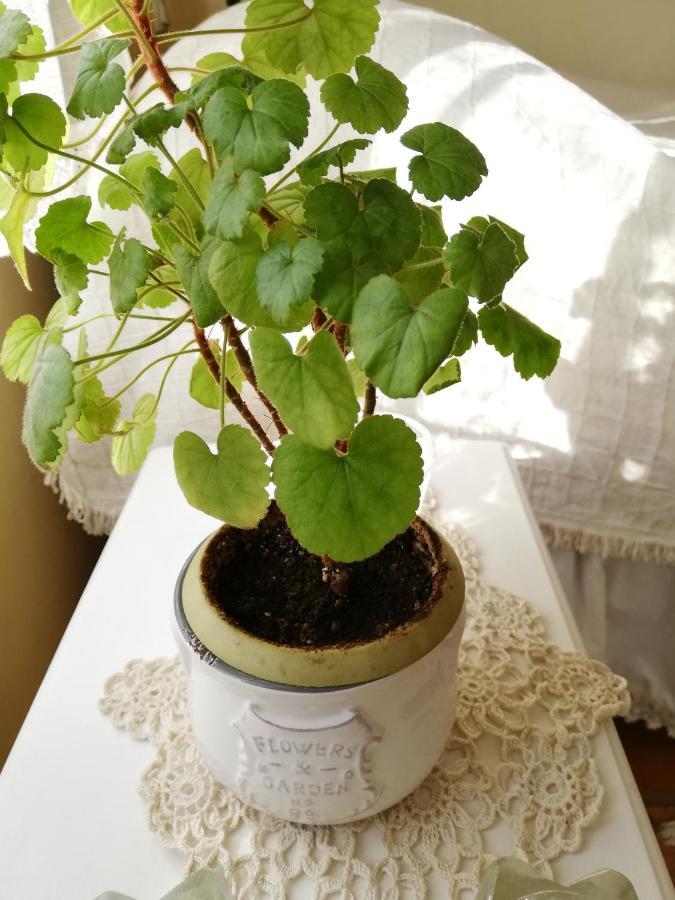 Guest House Vodolei 코텔 외부 사진